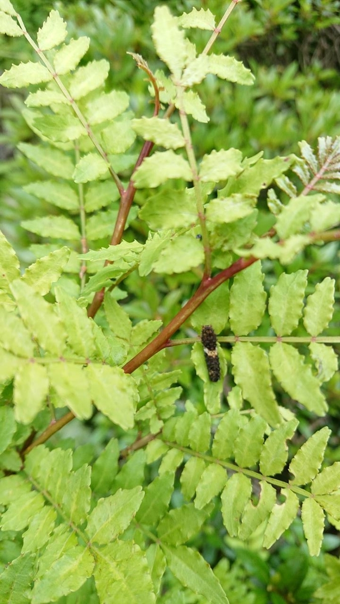 f:id:gobuichikun:20210513011231j:plain