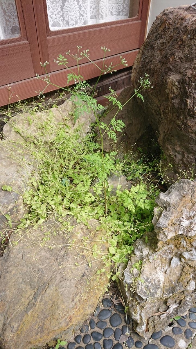 f:id:gobuichikun:20210513011252j:plain