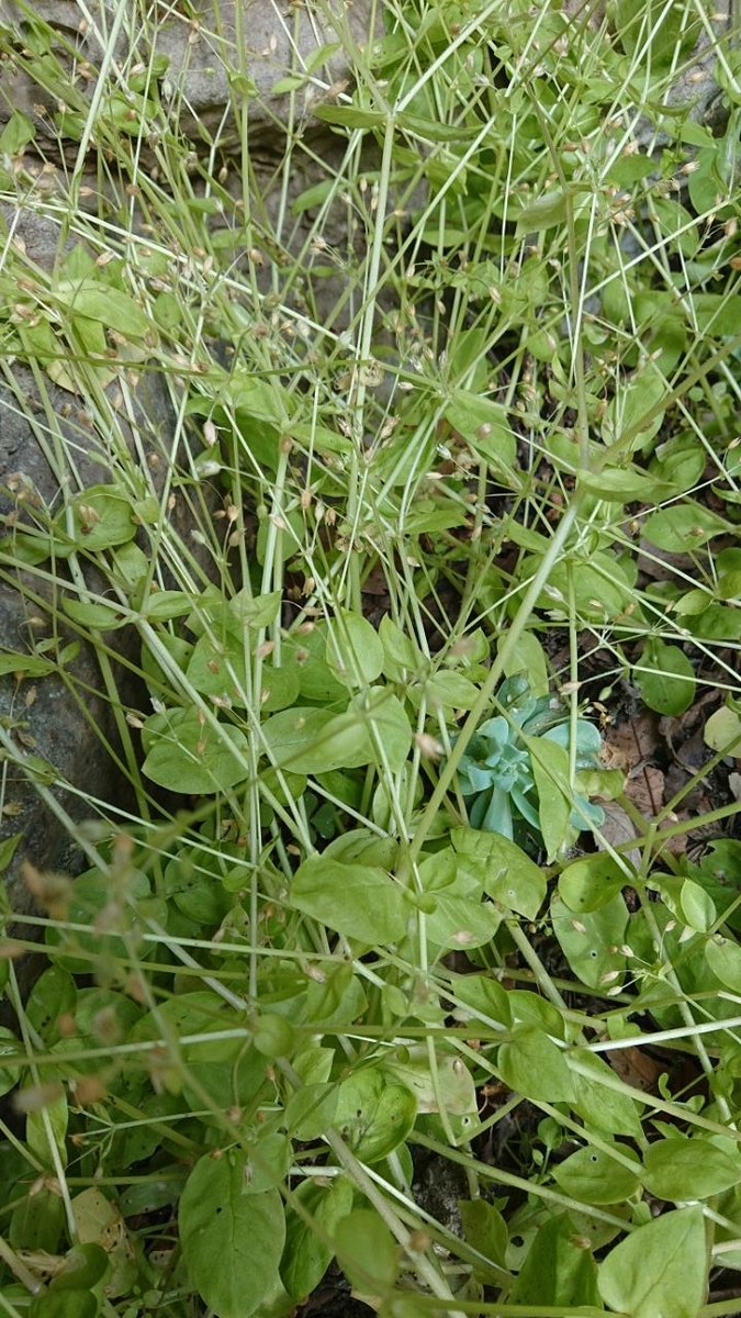 f:id:gobuichikun:20210513011311j:plain