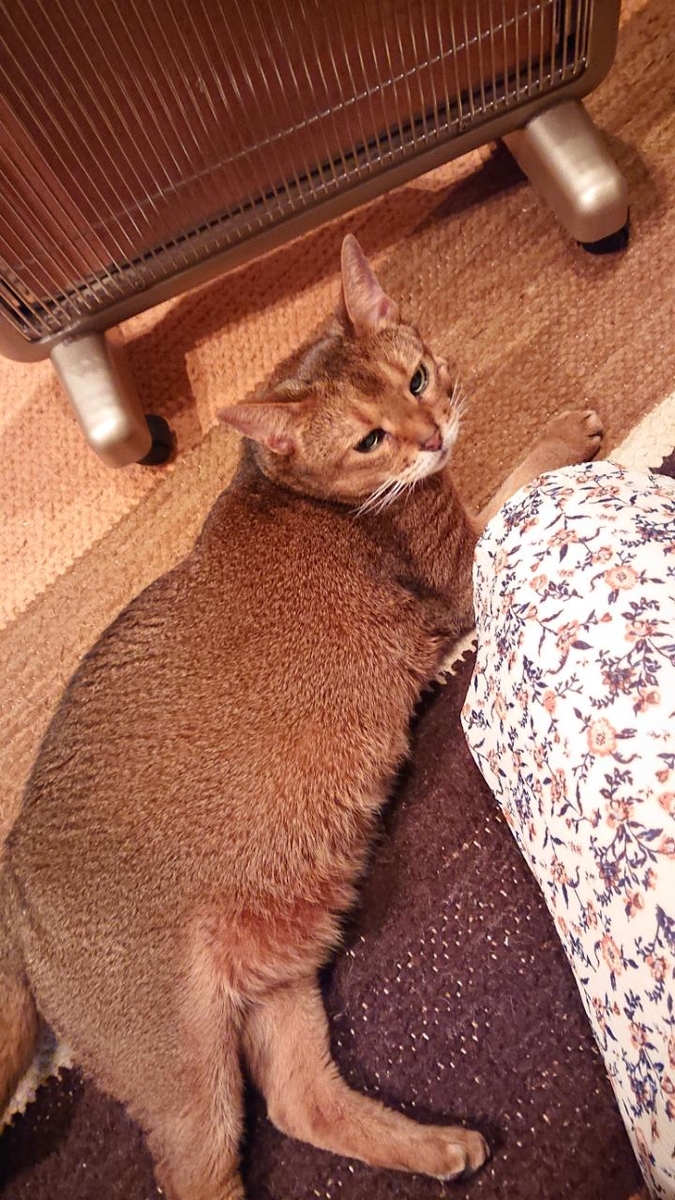 f:id:gobuichikun:20210513011331j:plain