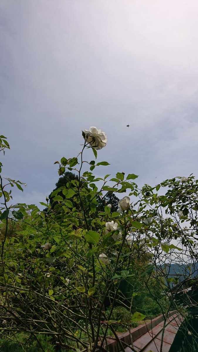 f:id:gobuichikun:20210522022123j:plain