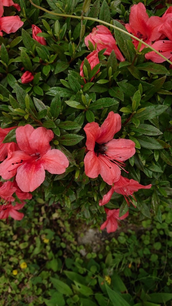 f:id:gobuichikun:20210527005103j:plain