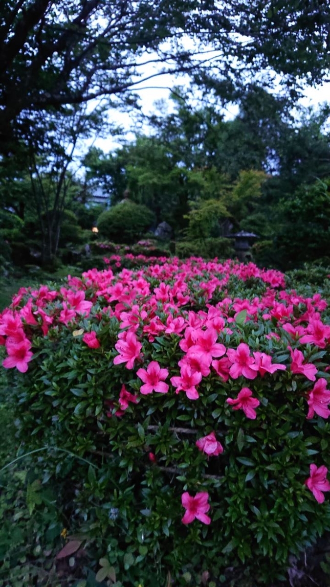 f:id:gobuichikun:20210527005121j:plain