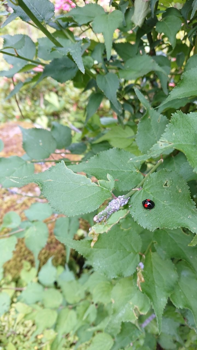 f:id:gobuichikun:20210527005208j:plain