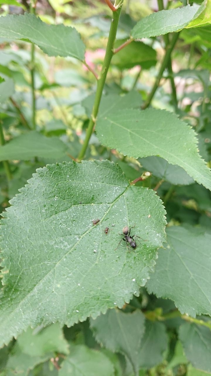 f:id:gobuichikun:20210527005240j:plain