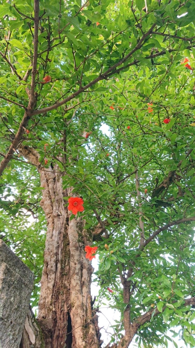 f:id:gobuichikun:20210529231630j:plain