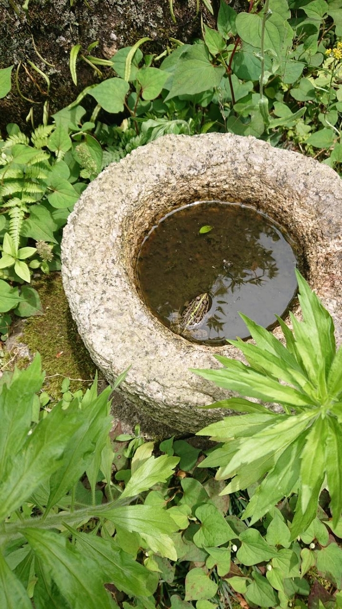 初夏の雑草天国 - 100年夢庭日記