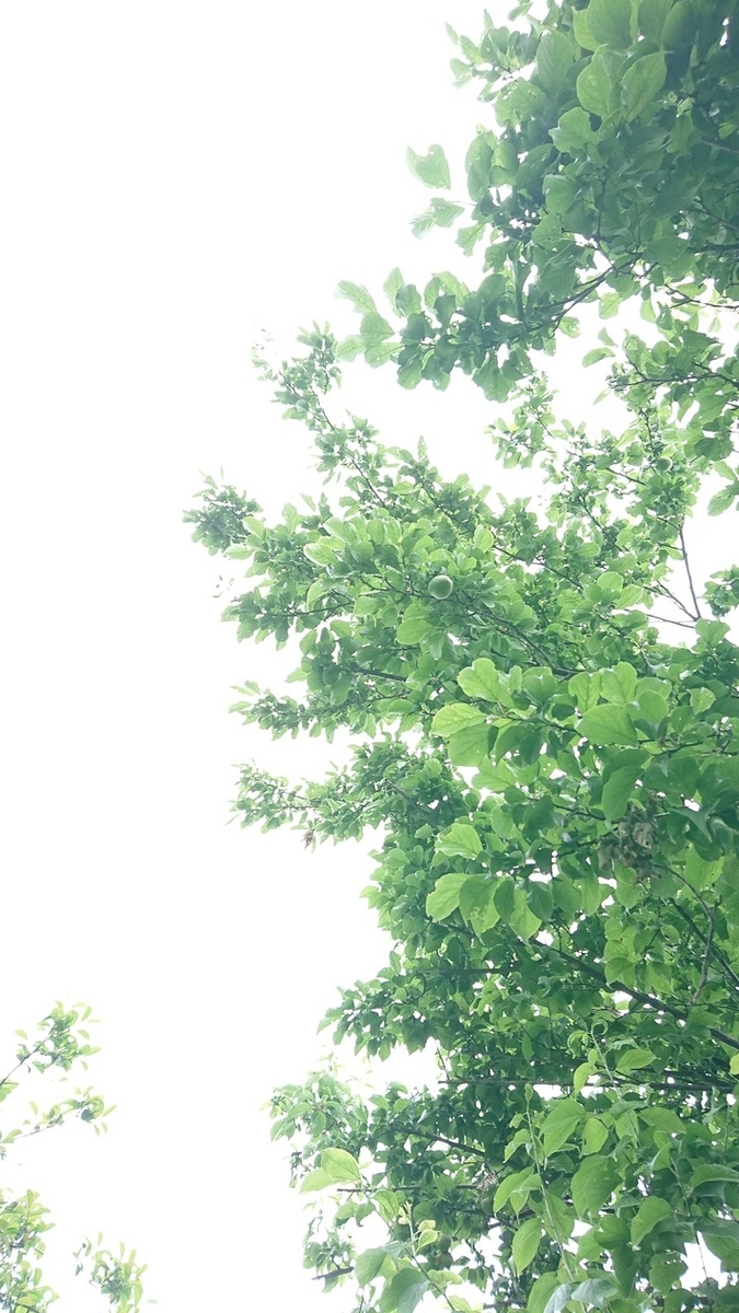 f:id:gobuichikun:20210612222906j:plain