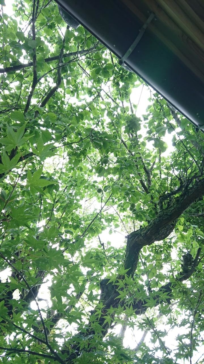 f:id:gobuichikun:20210618020538j:plain
