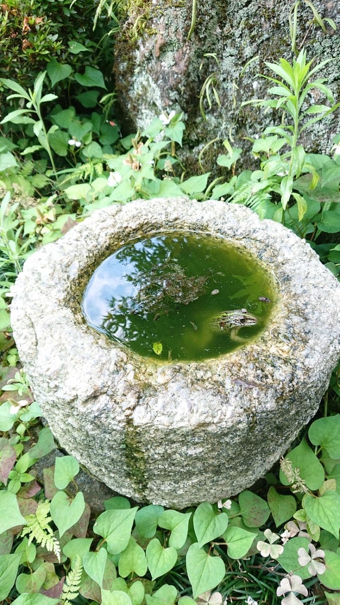 f:id:gobuichikun:20210629121954j:plain