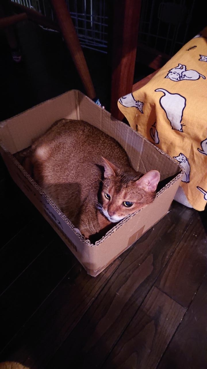 f:id:gobuichikun:20210629122050j:plain