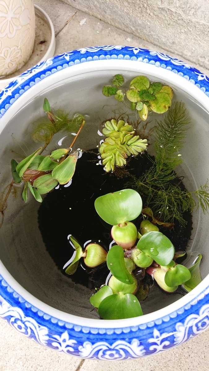 f:id:gobuichikun:20210629122107j:plain