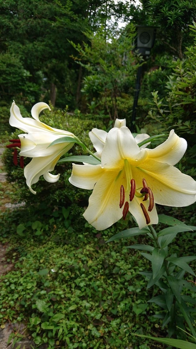 f:id:gobuichikun:20210706010625j:plain