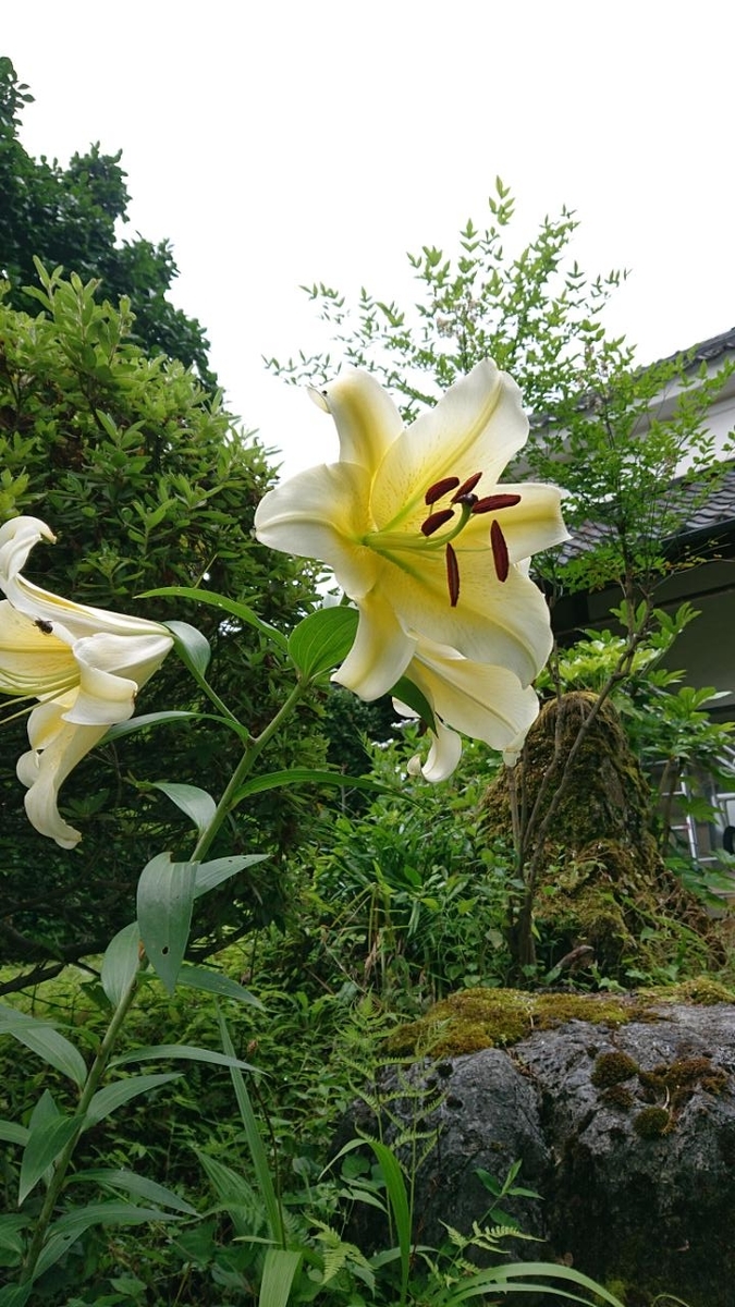 f:id:gobuichikun:20210706010734j:plain