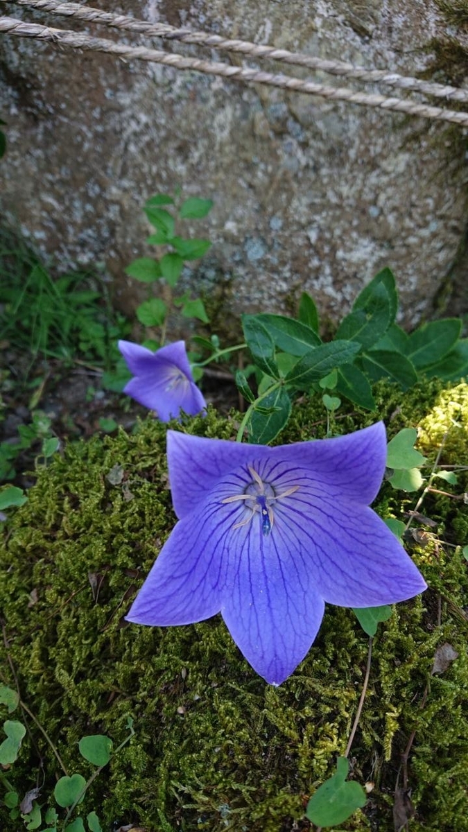 f:id:gobuichikun:20210723160627j:plain