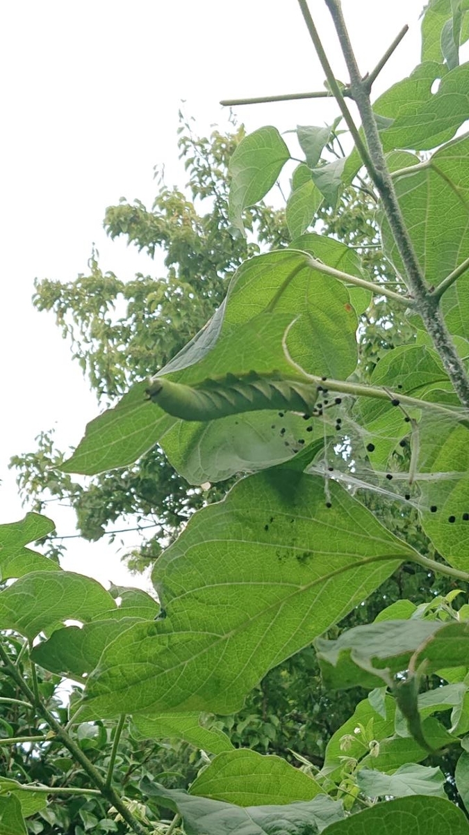 f:id:gobuichikun:20210808233333j:plain