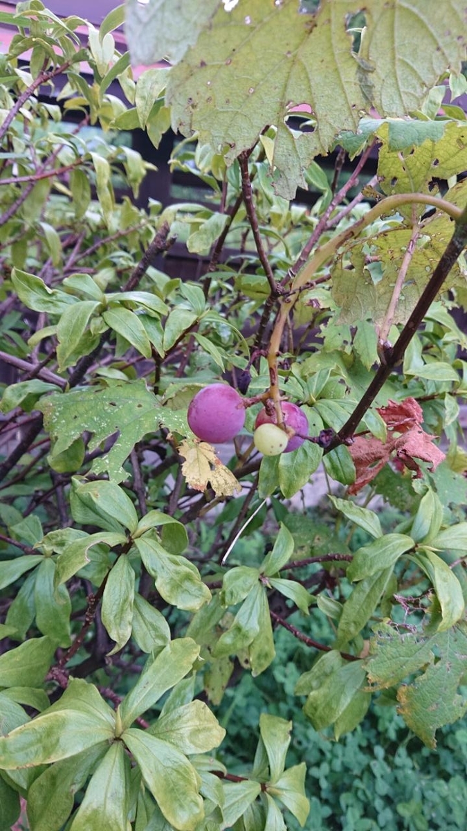 f:id:gobuichikun:20210808233401j:plain