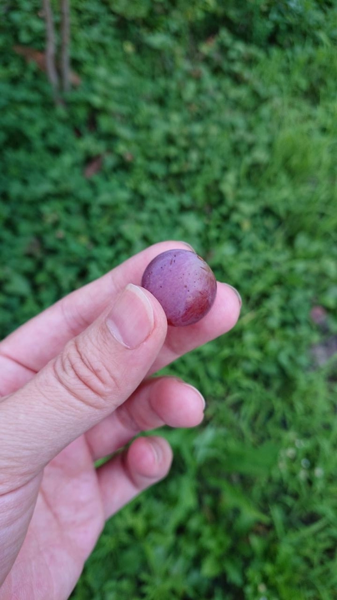 f:id:gobuichikun:20210808233449j:plain