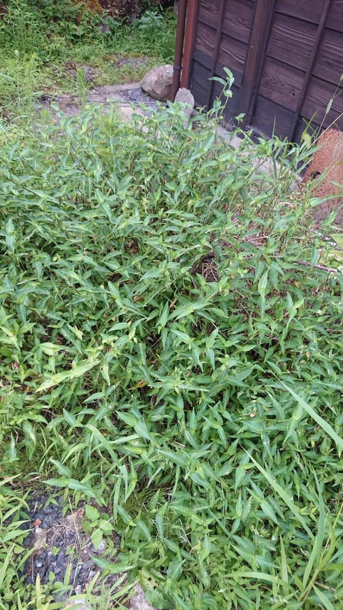 f:id:gobuichikun:20210808233557j:plain