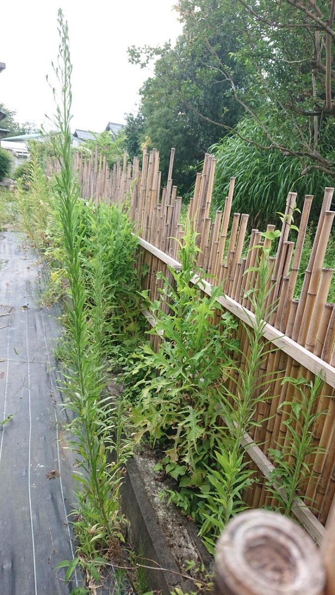 f:id:gobuichikun:20210808233714j:plain