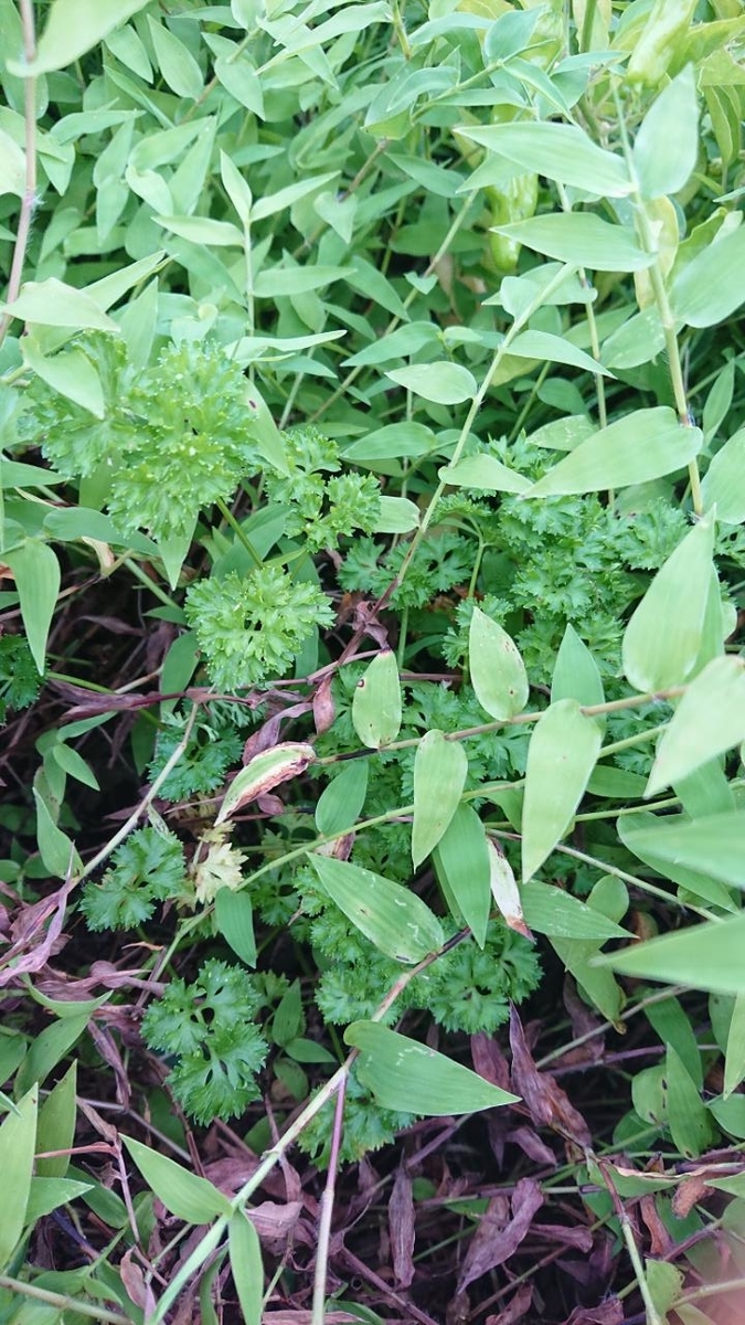 f:id:gobuichikun:20210808233809j:plain