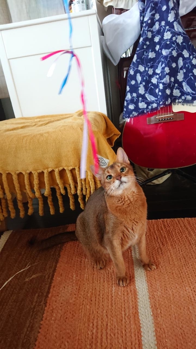 猫用おもちゃの作り方 100年夢庭日記