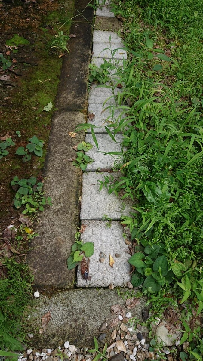 f:id:gobuichikun:20210826215140j:plain