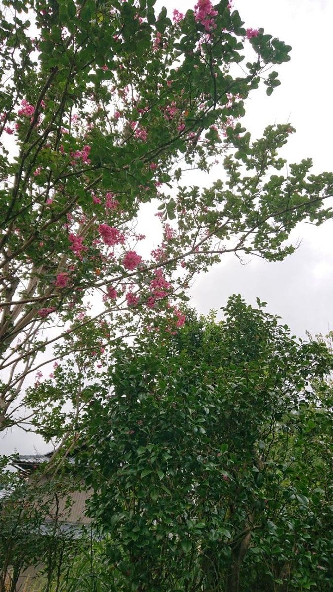 f:id:gobuichikun:20210903192545j:plain