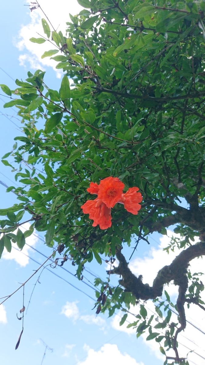 f:id:gobuichikun:20210907120300j:plain