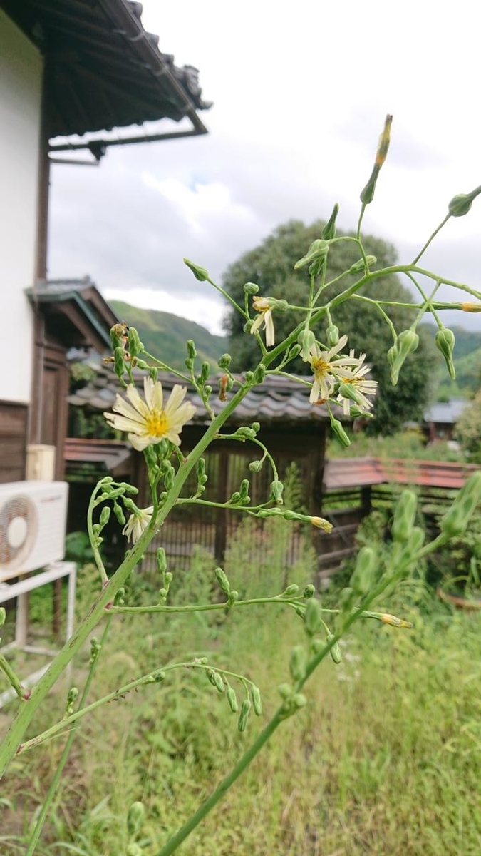 f:id:gobuichikun:20210910223940j:plain