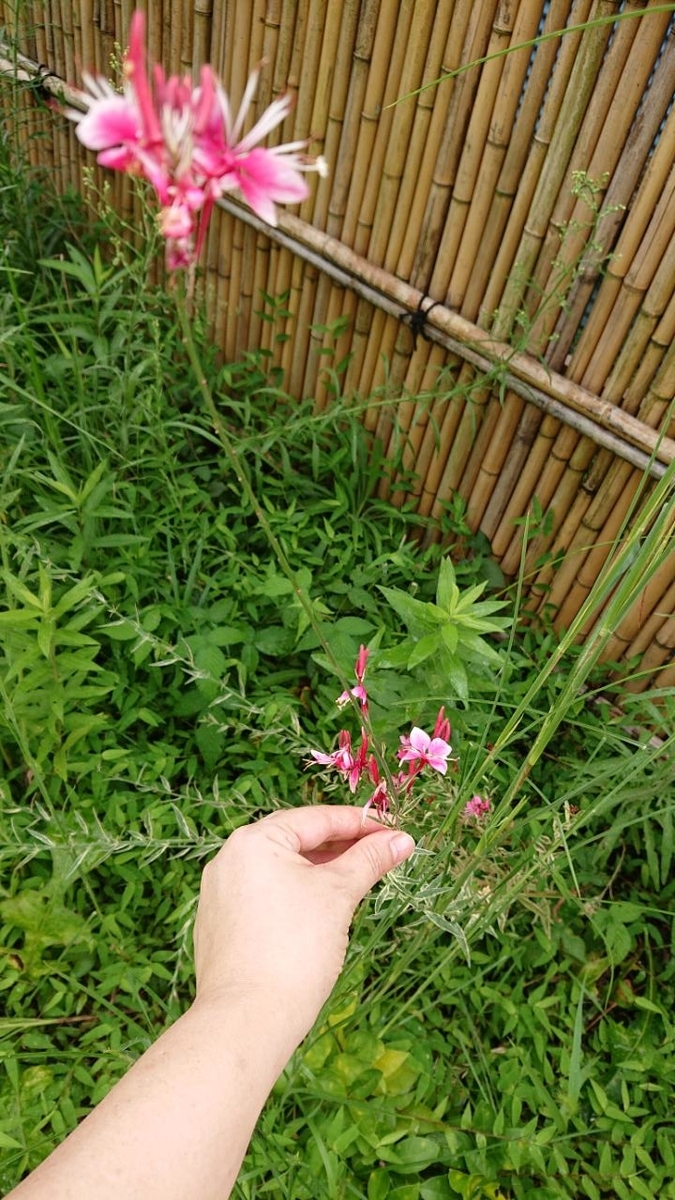 f:id:gobuichikun:20210910224028j:plain