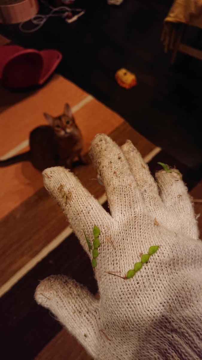 f:id:gobuichikun:20210912165206j:plain