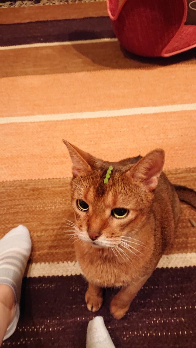 f:id:gobuichikun:20210912165246j:plain