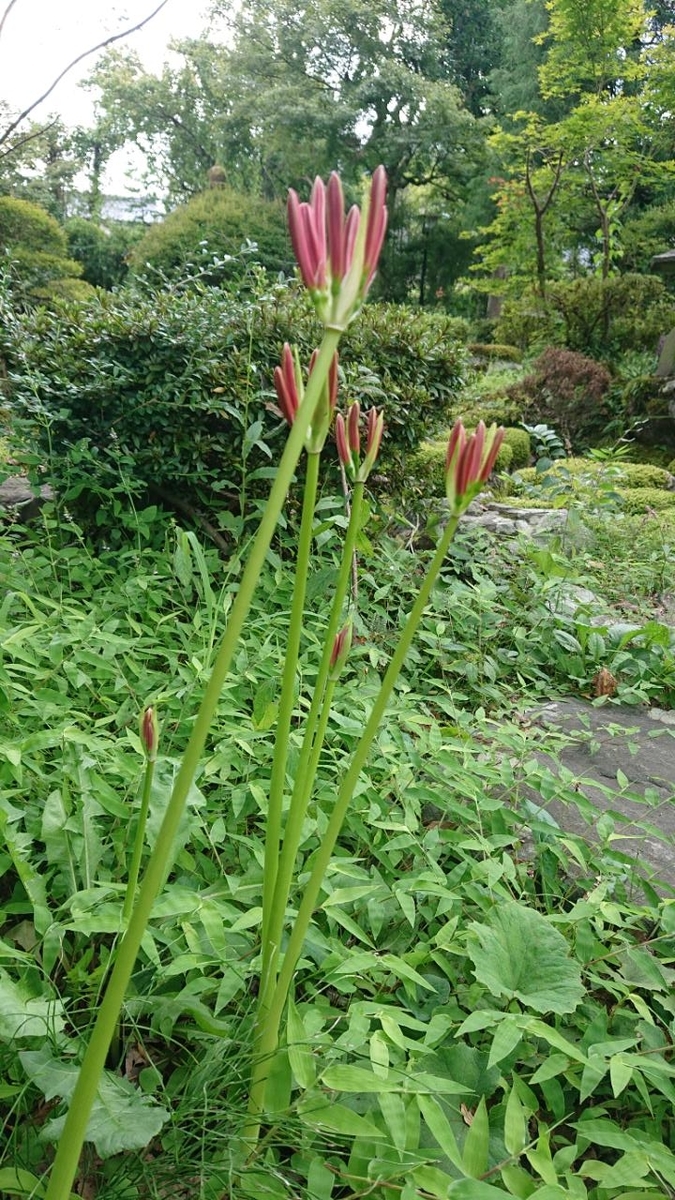f:id:gobuichikun:20210917105751j:plain
