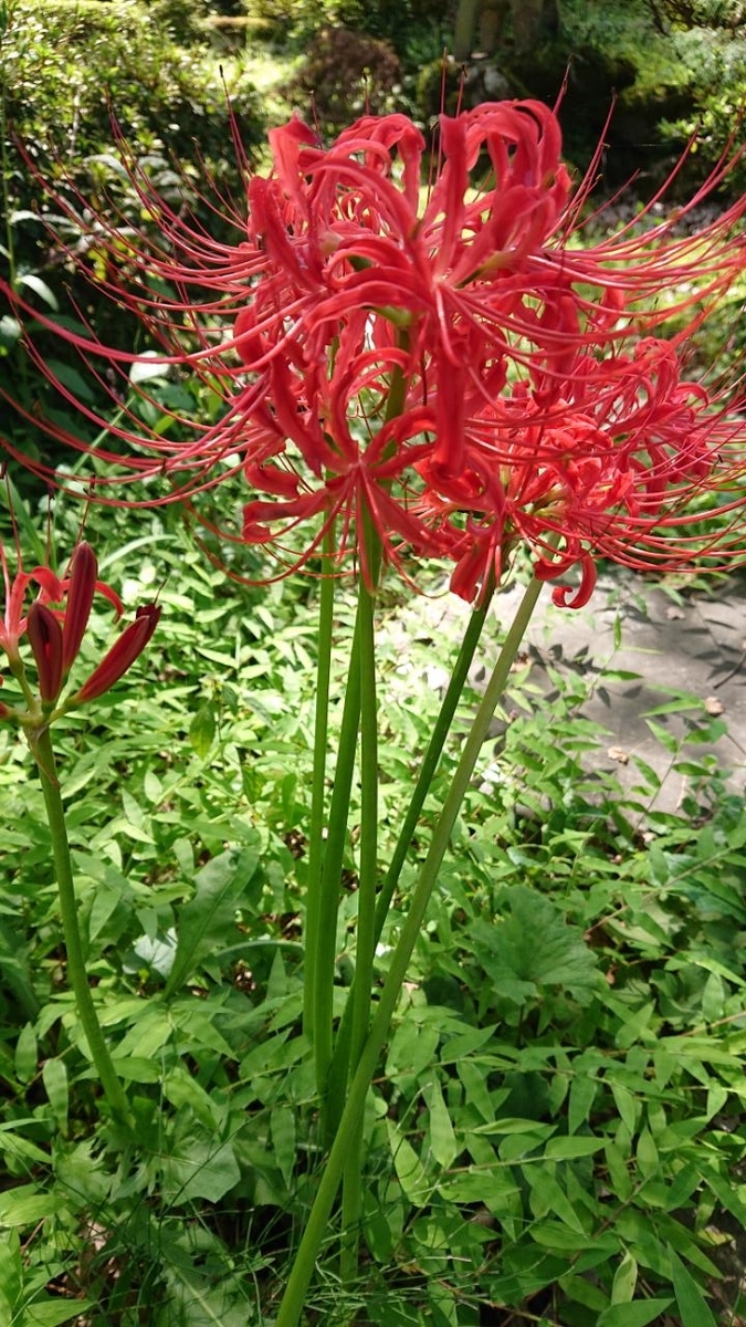 f:id:gobuichikun:20210921220532j:plain