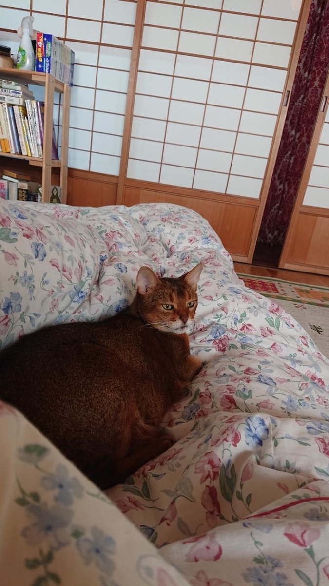 f:id:gobuichikun:20210928225141j:plain