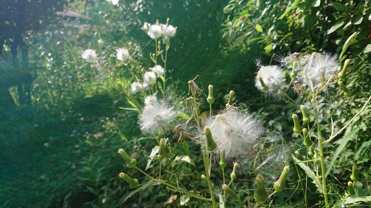 f:id:gobuichikun:20211001143256j:plain