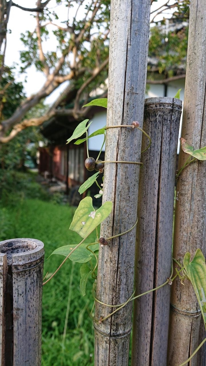 f:id:gobuichikun:20211006234358j:plain