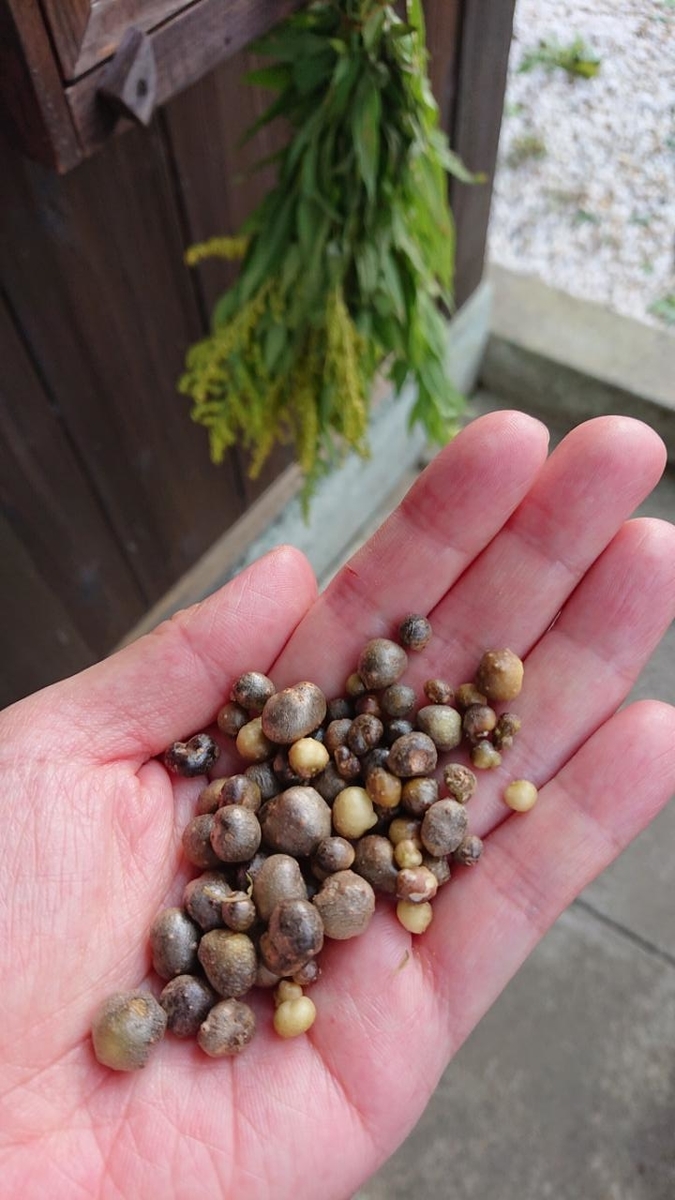 f:id:gobuichikun:20211006234423j:plain