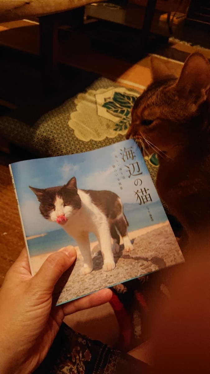 f:id:gobuichikun:20211007125639j:plain