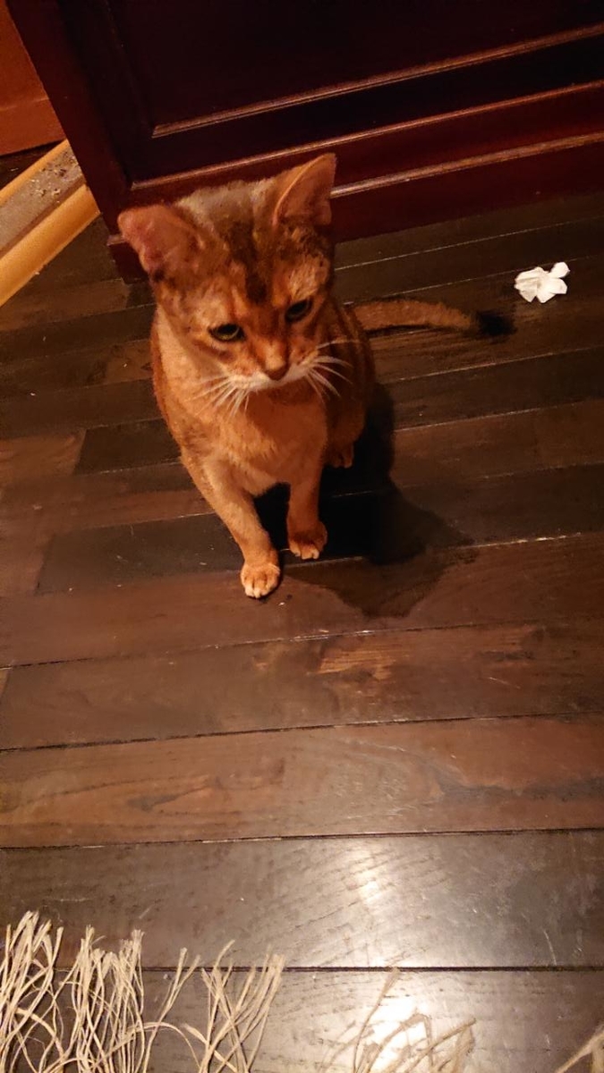 f:id:gobuichikun:20211020130115j:plain