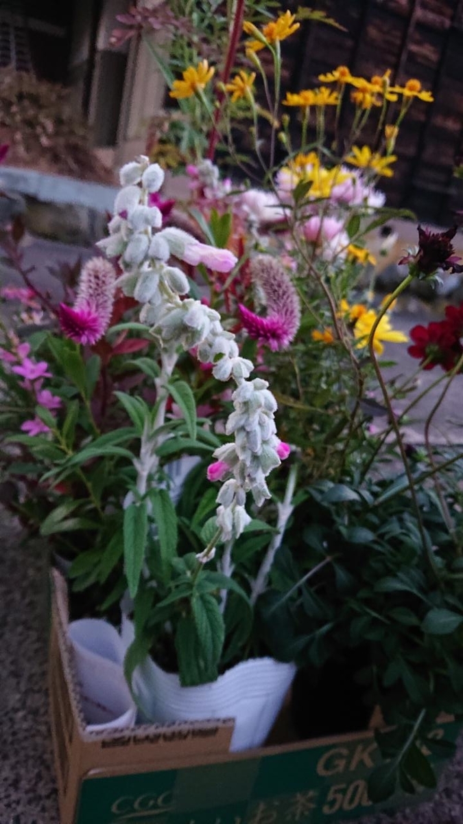 f:id:gobuichikun:20211029145355j:plain