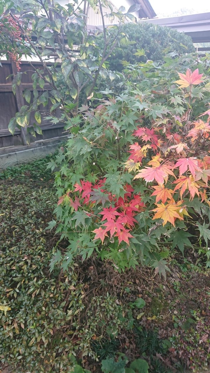 f:id:gobuichikun:20211103102920j:plain