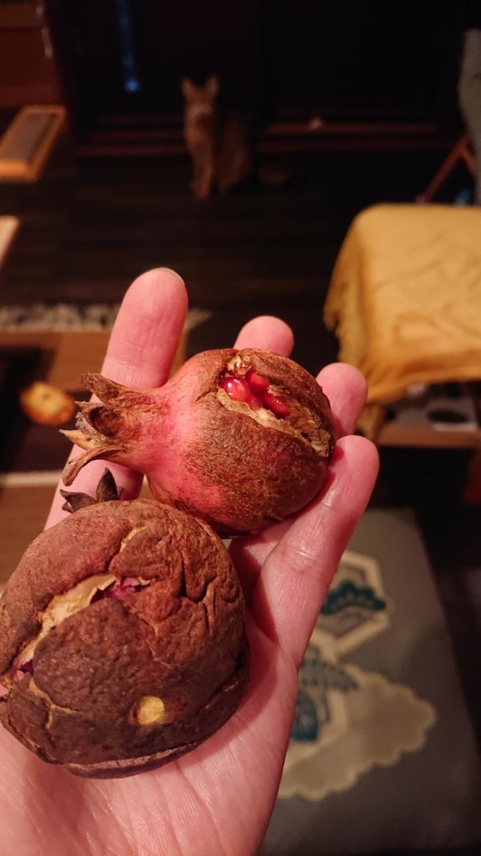 f:id:gobuichikun:20211104121516j:plain