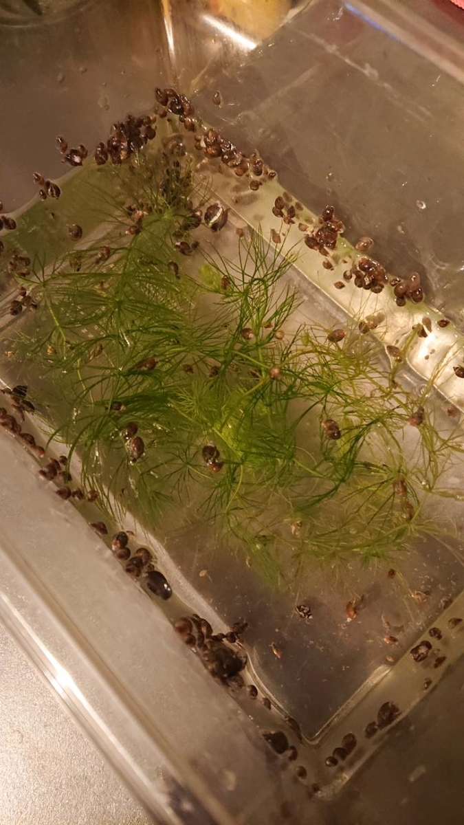 f:id:gobuichikun:20211110155910j:plain