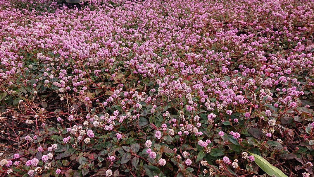 f:id:gobuichikun:20211117154933j:plain