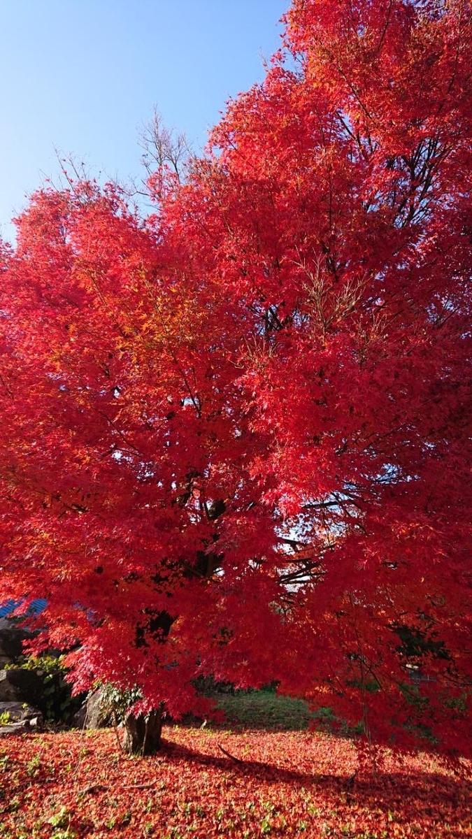 f:id:gobuichikun:20211129000015j:plain