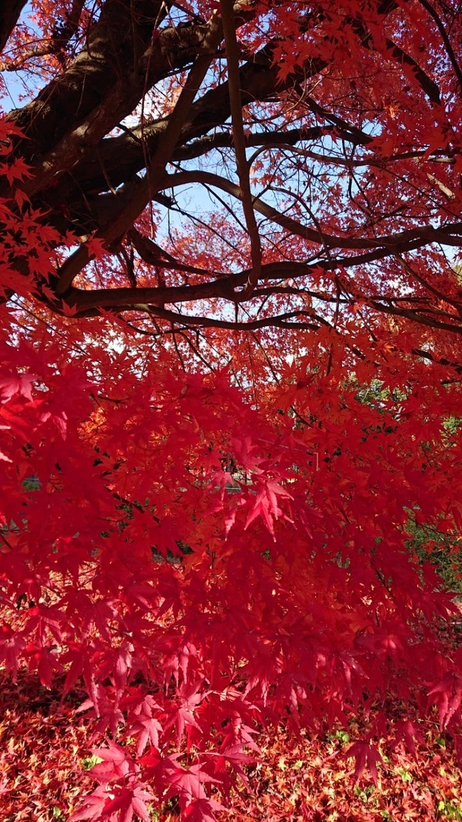 f:id:gobuichikun:20211129000053j:plain