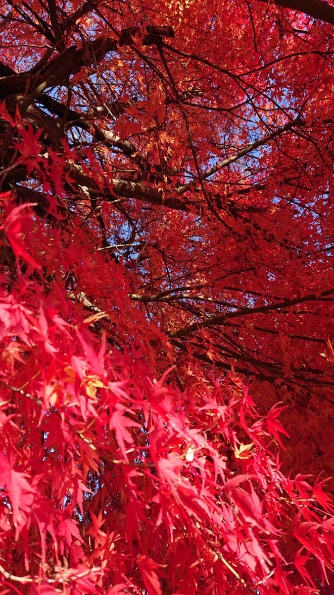 f:id:gobuichikun:20211129000105j:plain