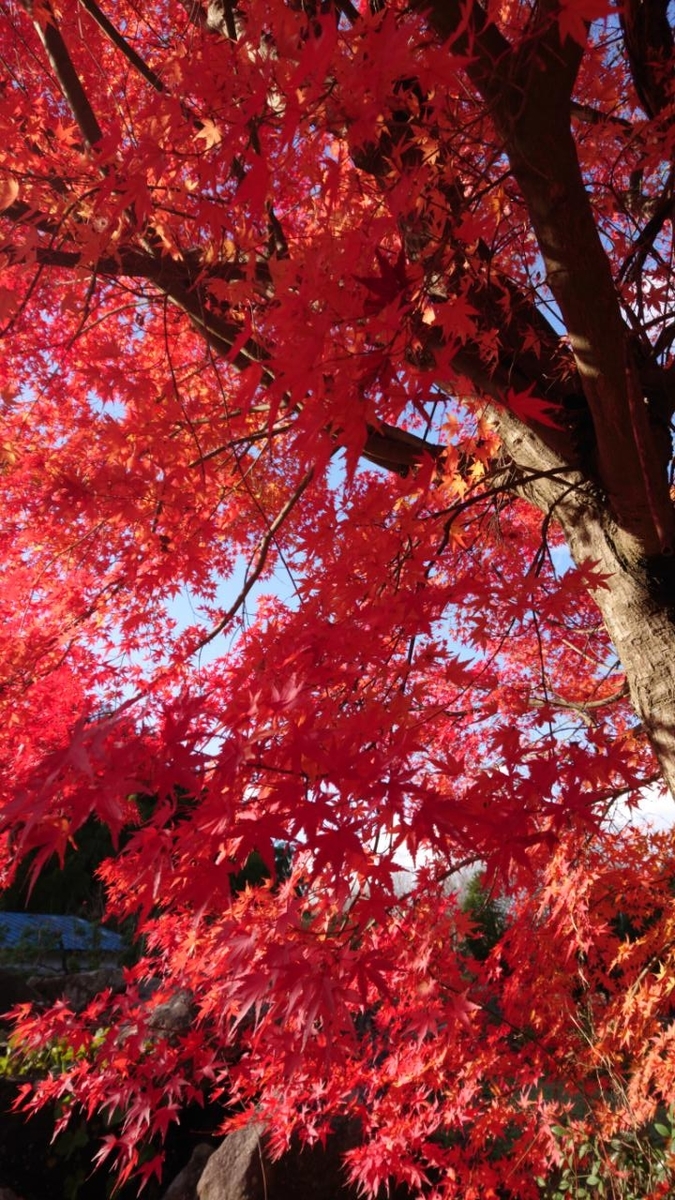 f:id:gobuichikun:20211129000128j:plain